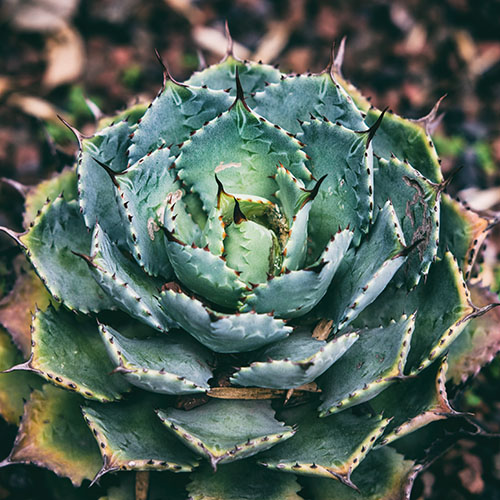 Catálogo de plantas perennes