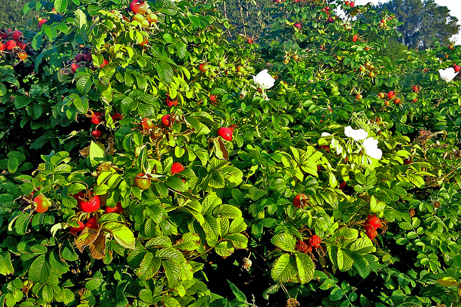 Plantas perennes en el vivero DĘBSCY