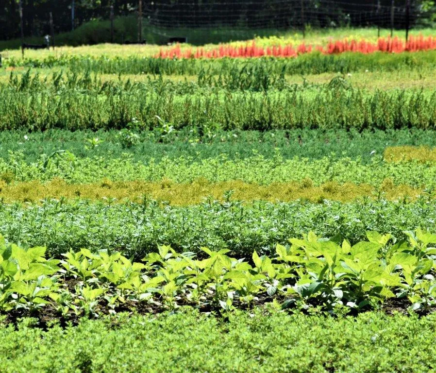Plantas en el vivero