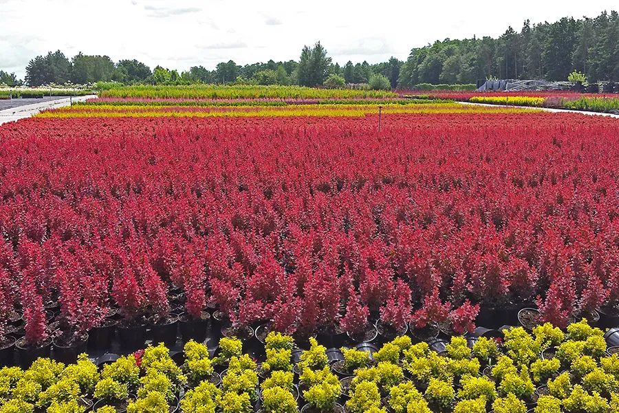 Árboles de hoja caduca