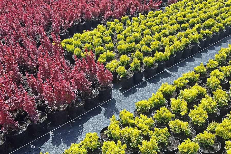 Camino de acceso en nuestro vivero