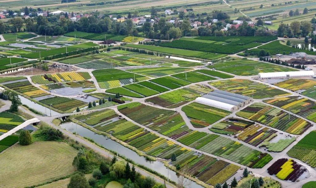 Catálogo de coníferas